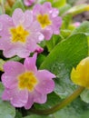 Primrose pink in the drops of spring rain