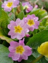 Primrose pink in the drops of spring rain