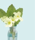 Primrose posy