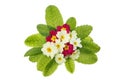 Primrose posy