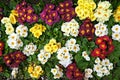 Primrose Primula. Colorful spring flowers Royalty Free Stock Photo