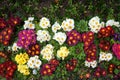 Primrose Primula. Colorful spring flowers Royalty Free Stock Photo