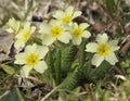 Primrose - Primula vulgaris