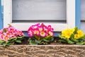 Primrose Primula Vulgaris blossom. Multicolor Country Garden Primula Flowers Royalty Free Stock Photo