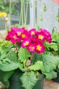 Primrose Primula Vulgaris blossom. Multicolor Garden Primula Flowers Royalty Free Stock Photo