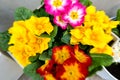 Primrose Primula Vulgaris Flowers. Multicolor Country Garden Primula blossom Royalty Free Stock Photo