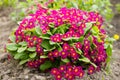 Primrose Primula vulgaris flowers in spring garden