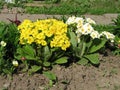 Primrose - Primula vulgaris Royalty Free Stock Photo