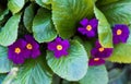 A bouquet of Beautiful spring flowers of primrose