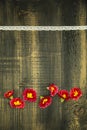 Primrose Primula Vulgaris, yellow and red garden flowers, potted, creative composition on rustic wooden background.