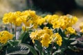 Primrose Primula yellow flowers background. Natural floral spring or summer blooming plant in a sunny day Royalty Free Stock Photo