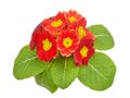Primrose red flower violet Royalty Free Stock Photo