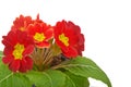 Primrose red flower violet Royalty Free Stock Photo