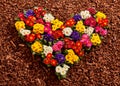 Primrose seedlings formed as colorful heart Royalty Free Stock Photo