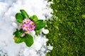 Primrose spring flower blooming on snow with green grass background, Easter spring concept