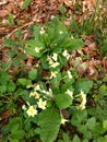 Primrose in the spring on the forest floor