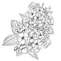 primrose stock outline drawing, evening primrose line art, hand-drawn primrose ink art, February birth flower bouquet