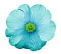 Primrose turquoise. Flower on isolated white background with clipping path without shadows. Close-up. For design.