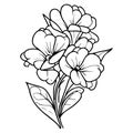 Primrose vector illustration, beautiful flower bouquet, hand-drawn coloring pages and book of artistic Royalty Free Stock Photo