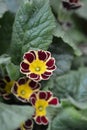 Primrose Victoriana Royalty Free Stock Photo