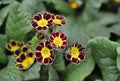 Primrose Victoriana Royalty Free Stock Photo