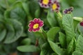 Primrose Victoriana Royalty Free Stock Photo
