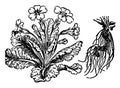 Primrose vintage illustration