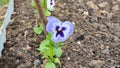 Flowers pansies are shaken by the wind.