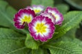 Primrose Violet Gold Verset plant Royalty Free Stock Photo