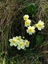 Primrose