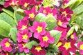 primrose in the yard Royalty Free Stock Photo