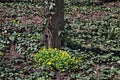 Primrose yellow flowers, Ranunculus ficaria, Ficaria verna, Lesser celandine or Ficaria grandiflora in spring forest Royalty Free Stock Photo