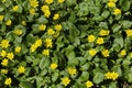 Primrose yellow flowers, Ranunculus ficaria, Ficaria verna, Lesser celandine or Ficaria grandiflora in spring forest Royalty Free Stock Photo