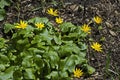 Primrose yellow flowers, Ranunculus ficaria, Ficaria verna, Lesser celandine or Ficaria grandiflora in spring forest Royalty Free Stock Photo