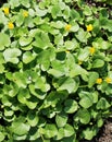 Primrose yellow flowers in spring forest; Ranunculus ficaria, Ficaria verna, Lesser celandine, Ficaria grandiflora Royalty Free Stock Photo