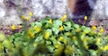 Primrose yellow flowers in spring forest; Ranunculus ficaria, Ficaria verna, Lesser celandine, Ficaria grandiflora Royalty Free Stock Photo