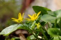 Primrose yellow flowers in spring forest; Ranunculus ficaria, Ficaria verna, Lesser celandine, Ficaria grandiflora