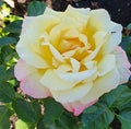 Primrose yellow and pink flower of the Peace rose, also known as Gloria Dei or Mme A. Meilland Royalty Free Stock Photo