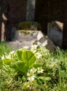 Primroses in the graveyard of the 17th century St. John the Evangelist`s Church on Old Church Lane in Stanmore, Middlesex, UK