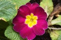 Primroses bloom in the first warm days of spring 030