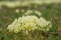 Primroses bloom in the meadow