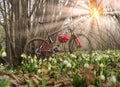 Primroses and Carbon bicycle