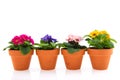 Primroses in earthenware flower pots