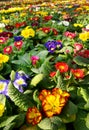 Primroses in a floriculture plantation Royalty Free Stock Photo