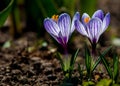 Primroses flowering crocus. One of the very first flowers to spring. The warm rays of spring, flowers and crocuses.