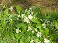 Primroses flowering in the Spring Royalty Free Stock Photo