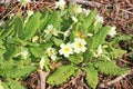 Primroses flowering in the Spring Royalty Free Stock Photo