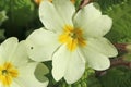 Primroses flowering in the Spring Royalty Free Stock Photo