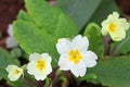 Primroses flowering in the Spring Royalty Free Stock Photo
