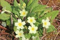 Primroses flowering in the Spring Royalty Free Stock Photo